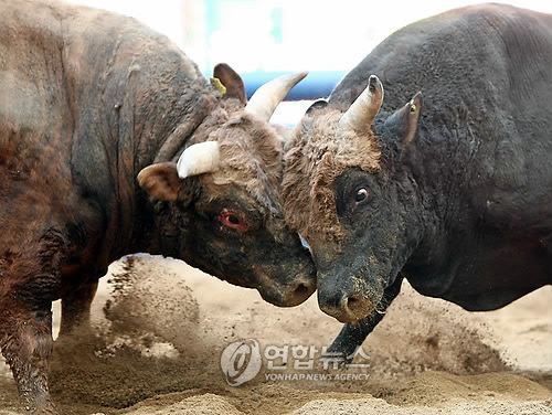 소싸움 이미지