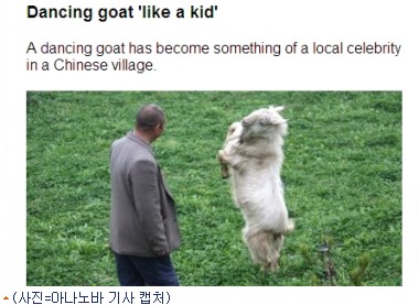 춤추는염소 이미지
