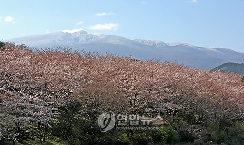 왕벚꽃 이미지
