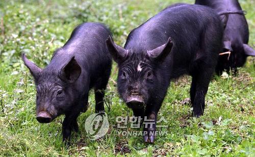 제주흑돼지 이미지