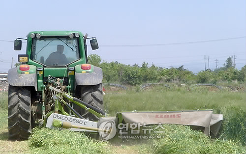 청보리들녘 이미지