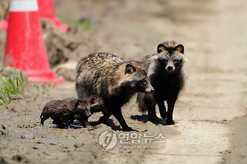 너구리 이미지