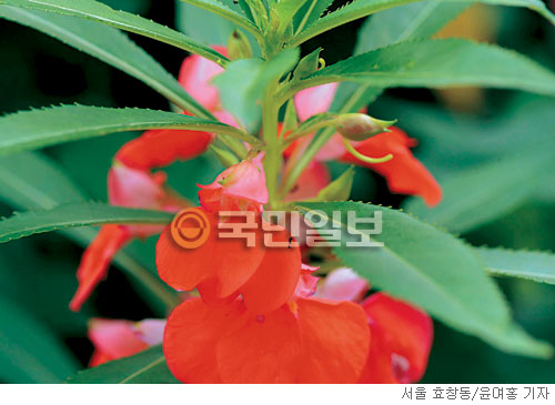 봉숭아 이미지