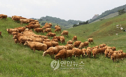 초원인력 이미지