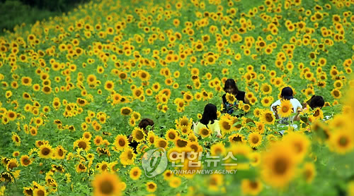 해바라기모바일 이미지