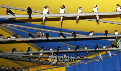 제비들 이미지