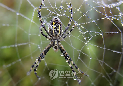 거미모바일 이미지