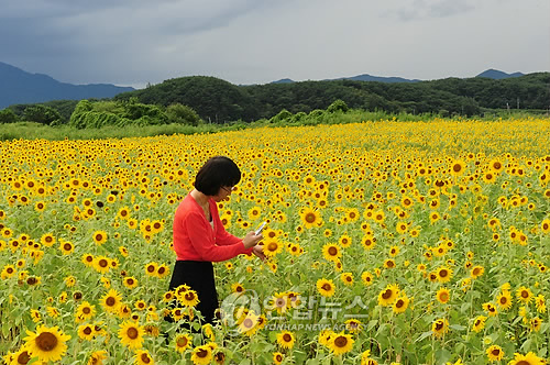해바라기모바일 이미지