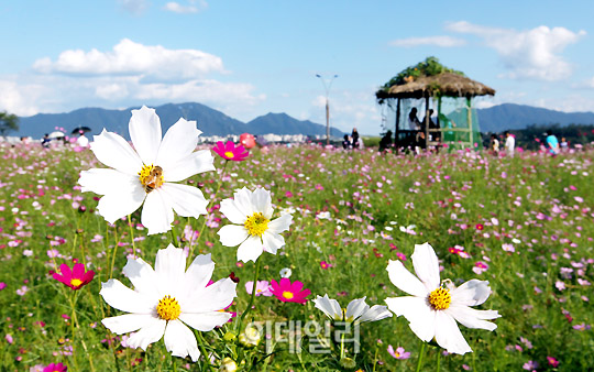 코스모스글로벌 이미지
