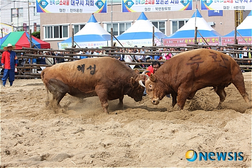 소싸움 이미지