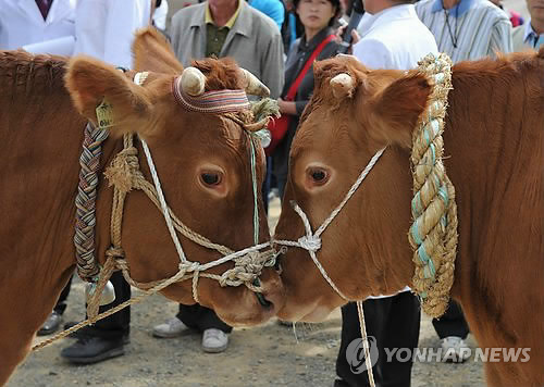 한우야한우야 이미지