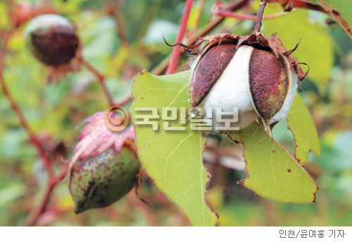 백의민족 이미지