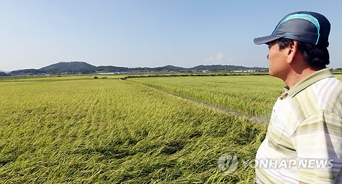 곡창지대 이미지