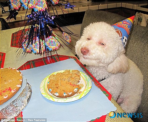 생일이개 이미지
