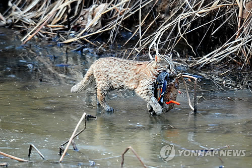 오리사냥 이미지