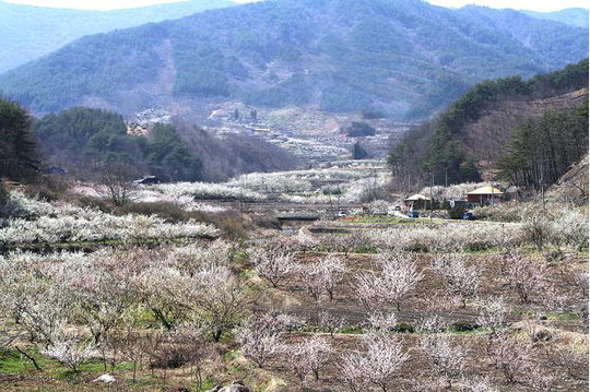 순천꽃마차마을 이미지