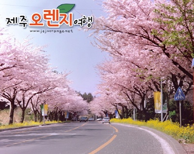 오렌지렌터카주 이미지