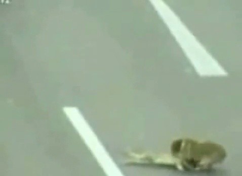 돼감동 이미지