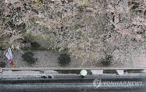 봄비 이미지