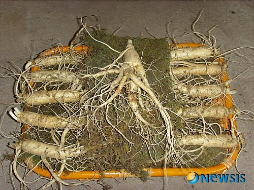 고성곱배 이미지