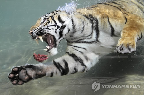 meat고 이미지