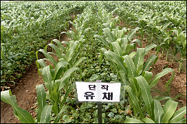 유채인력 이미지
