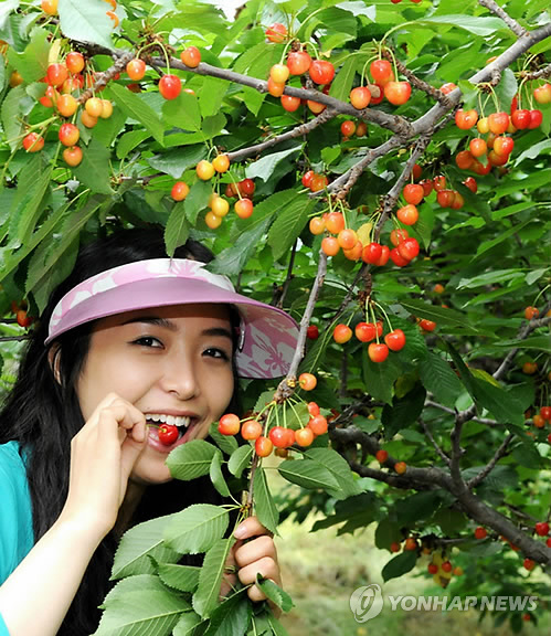 새콤달콤체리농장 이미지