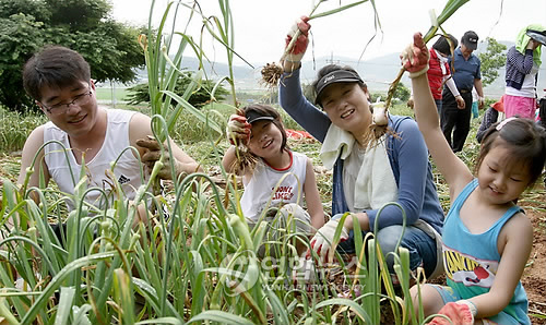 서산태안6쪽마늘조합 공동사업법인 이미지
