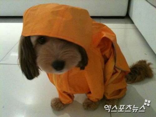 순심이 이미지