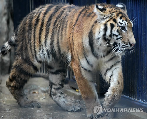 호랑이 이미지