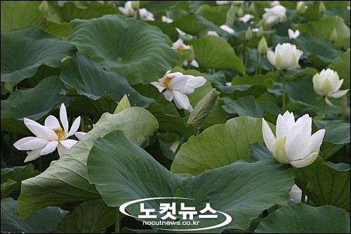 금당백련 이미지