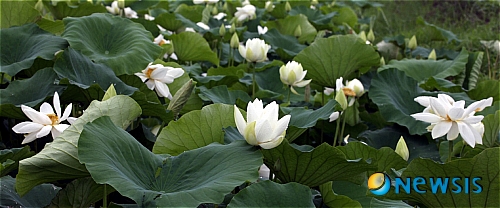 금당백련 이미지