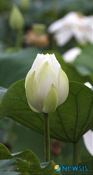 금당백련 이미지