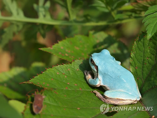 청개구리 이미지