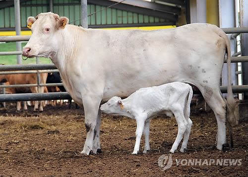 고려축산 이미지