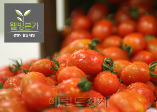 웰빙쇼핑몰 이미지
