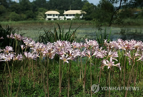 수목원수선 이미지