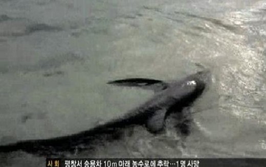 상어통신 이미지