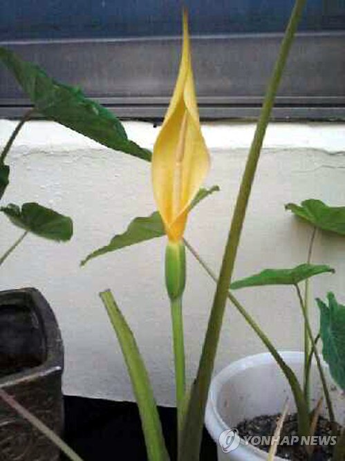 토란주인 이미지