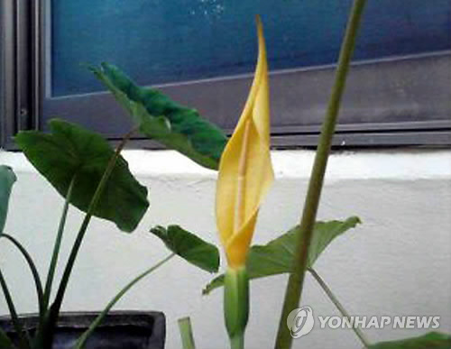 토란주인 이미지