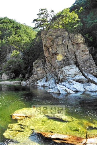 송이향 이미지