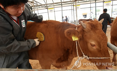 한우가최고야 이미지