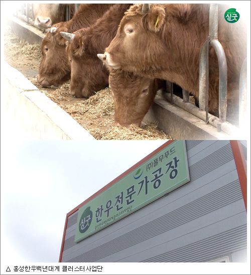 홍성한우클러스터사업단 이미지