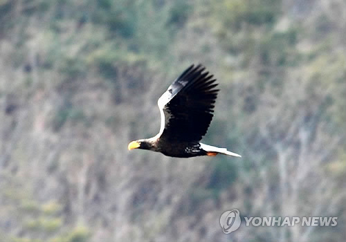 참수리 이미지
