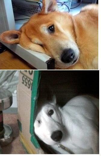 철장커뮤니티 이미지