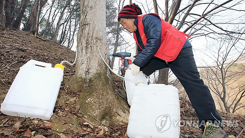 지리산나무수액영농조합 이미지