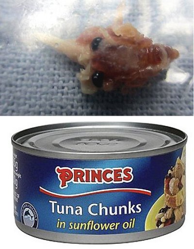 바다참치 이미지
