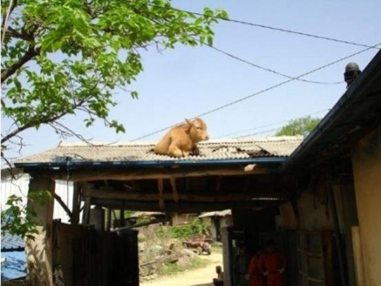 누렁송아지 이미지