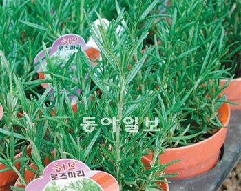 허브 이미지