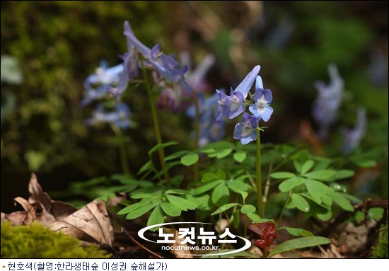 풀꽃 이미지